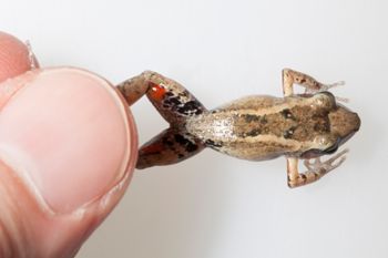 Media type: image;   Herpetology A-148550